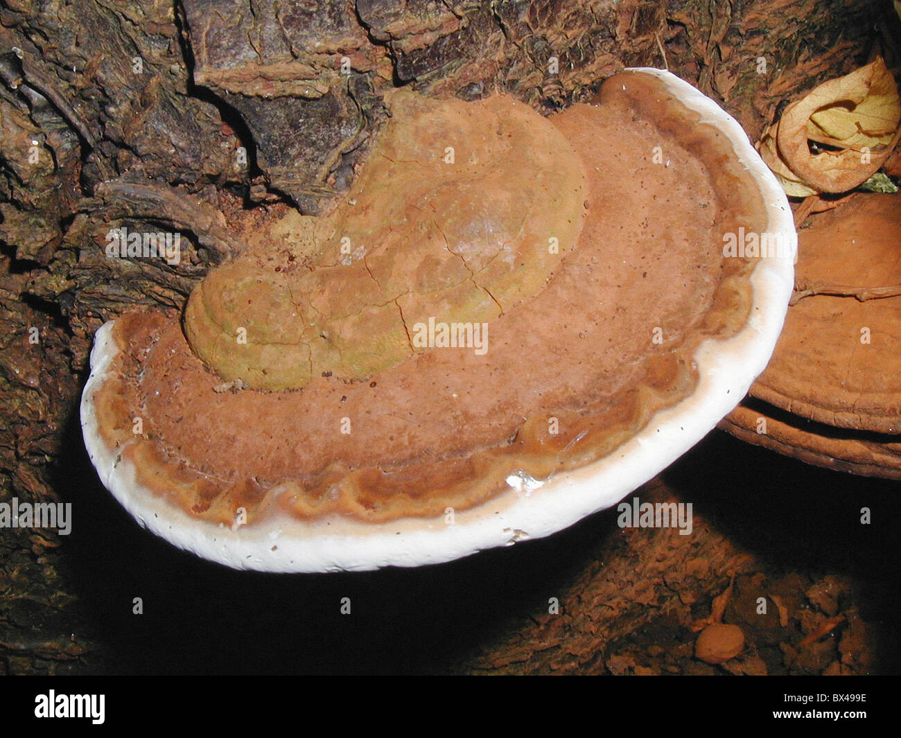Bracket fungi, Ganoderma applanatum - artists conk. Photo ref 72.6 Stock Photo