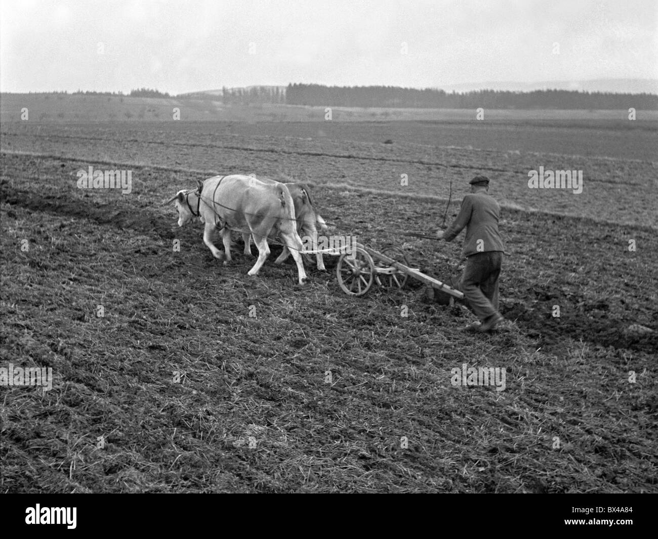 Czechoslovakia - 1949. Cooperative farmer walks behind oxen pulled plough. CTK Vintage Photo Stock Photo