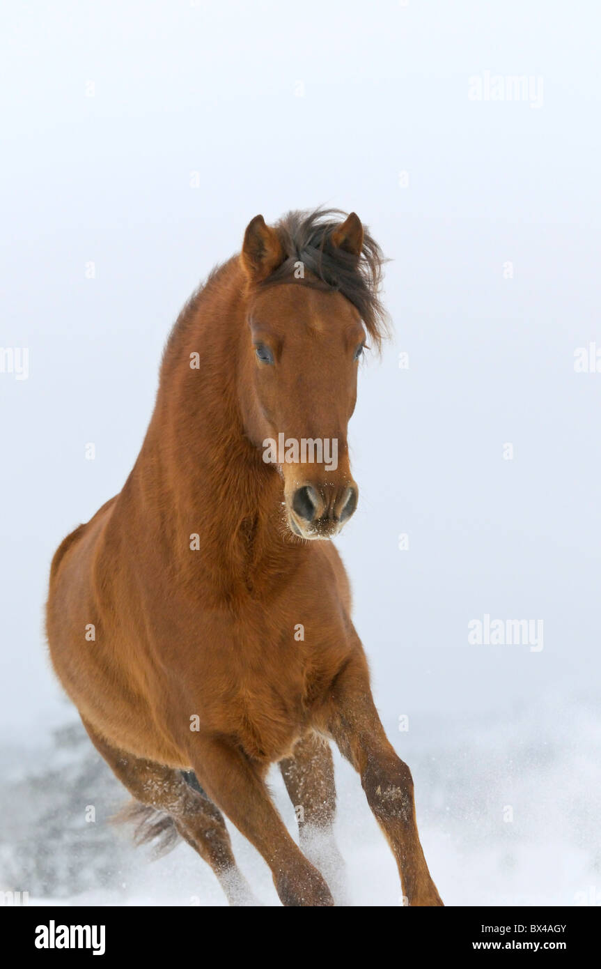 Paso Fino horse galloping in winter Stock Photo Alamy