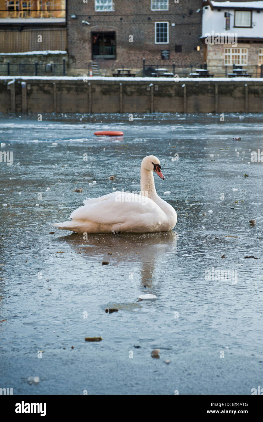 Mute swan sitting on a frozen river. York Stock Photo Alamy