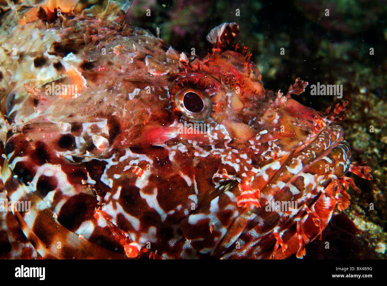 The venomous ScorpionFish or Hog Fish - Scorpaena Scrofa Stock Photo