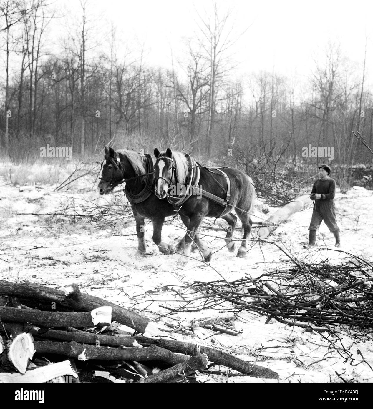Logger uses pair of horses to extract logs from snow covered forest. Czechoslovakia 1963. (CTK Photo / Josef Nosek) Stock Photo