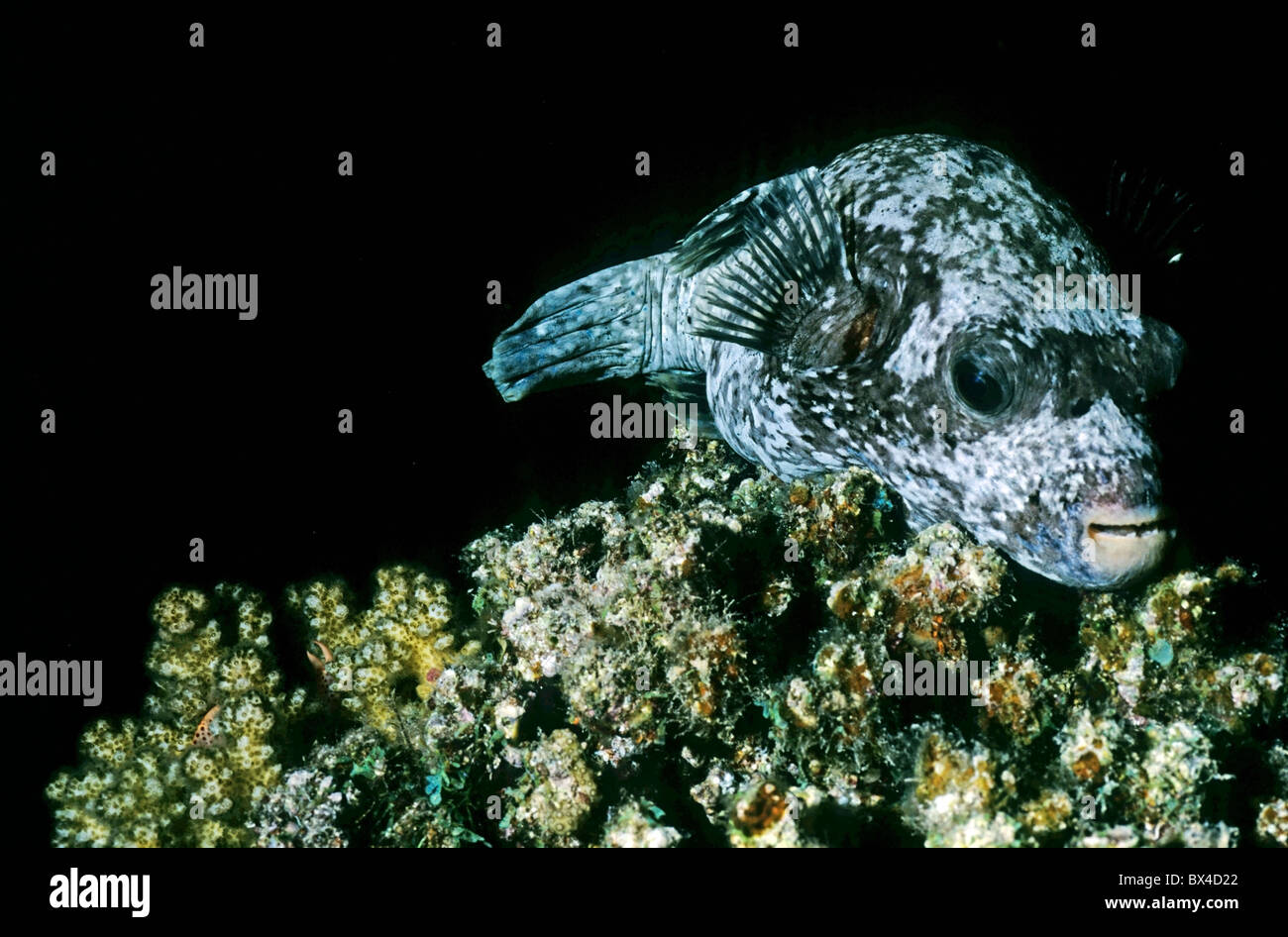 Egypt Red Sea Gotta Wadi Gamel - A Masked Pufferfish Sleeping On A Coral Garden Stock Photo