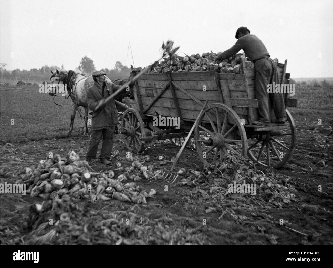 sugar beets harvest Stock Photo Alamy