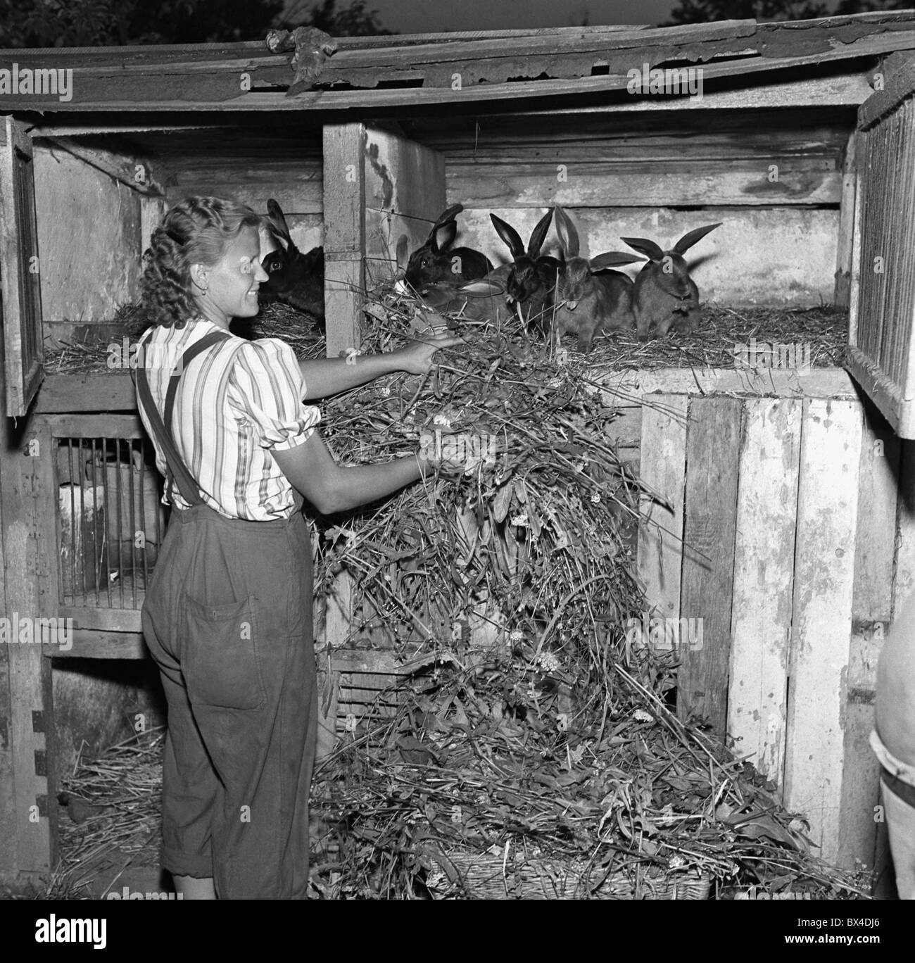 Czechoslovakia - Velen, 1950. Woman feed meat rabbits in stall. CTK ...