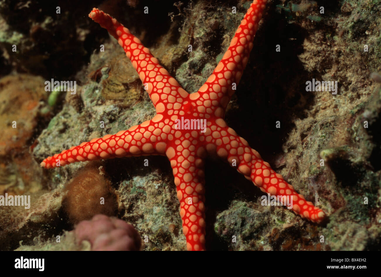 Asteroidea fauna fish Fromia monilis coral reefs marine fishes nature oceans red mesh star Red Sea starfishe Stock Photo