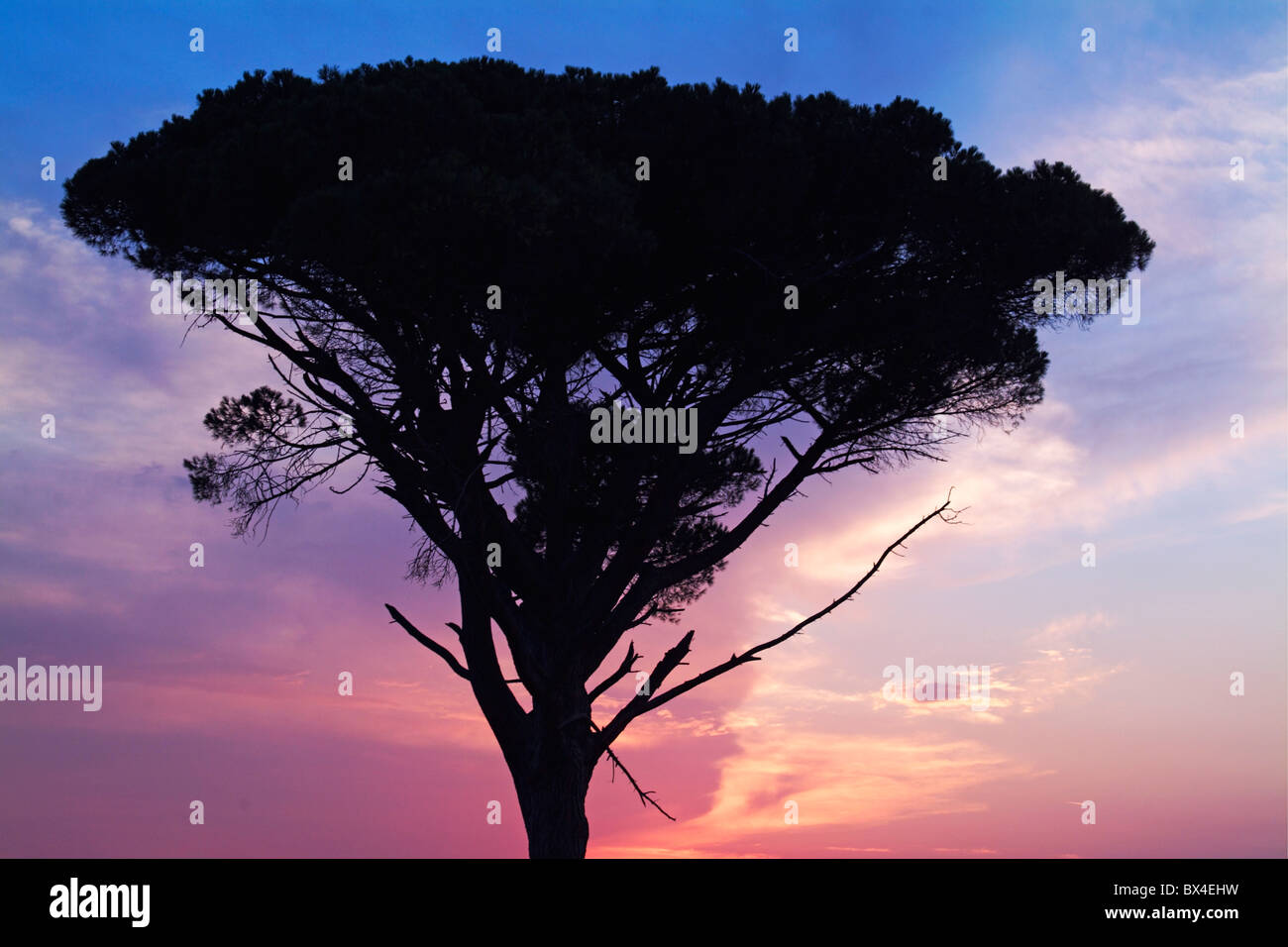 Silhouette of an old pine tree at sunset, Carcassonne, Aude, France. Stock Photo