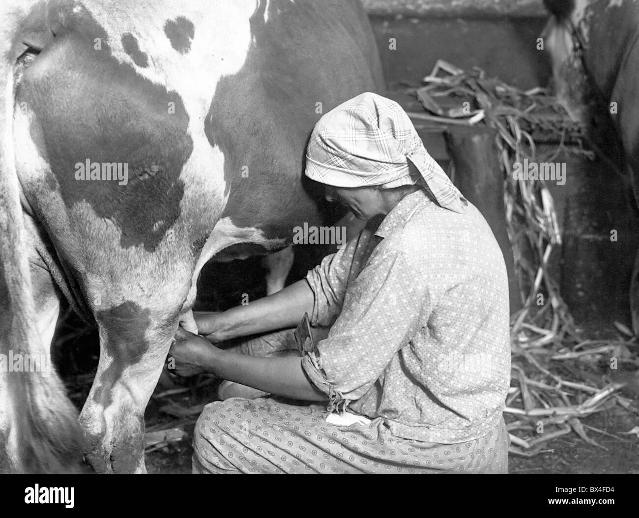 Cow milking Black and White Stock Photos & Images Alamy