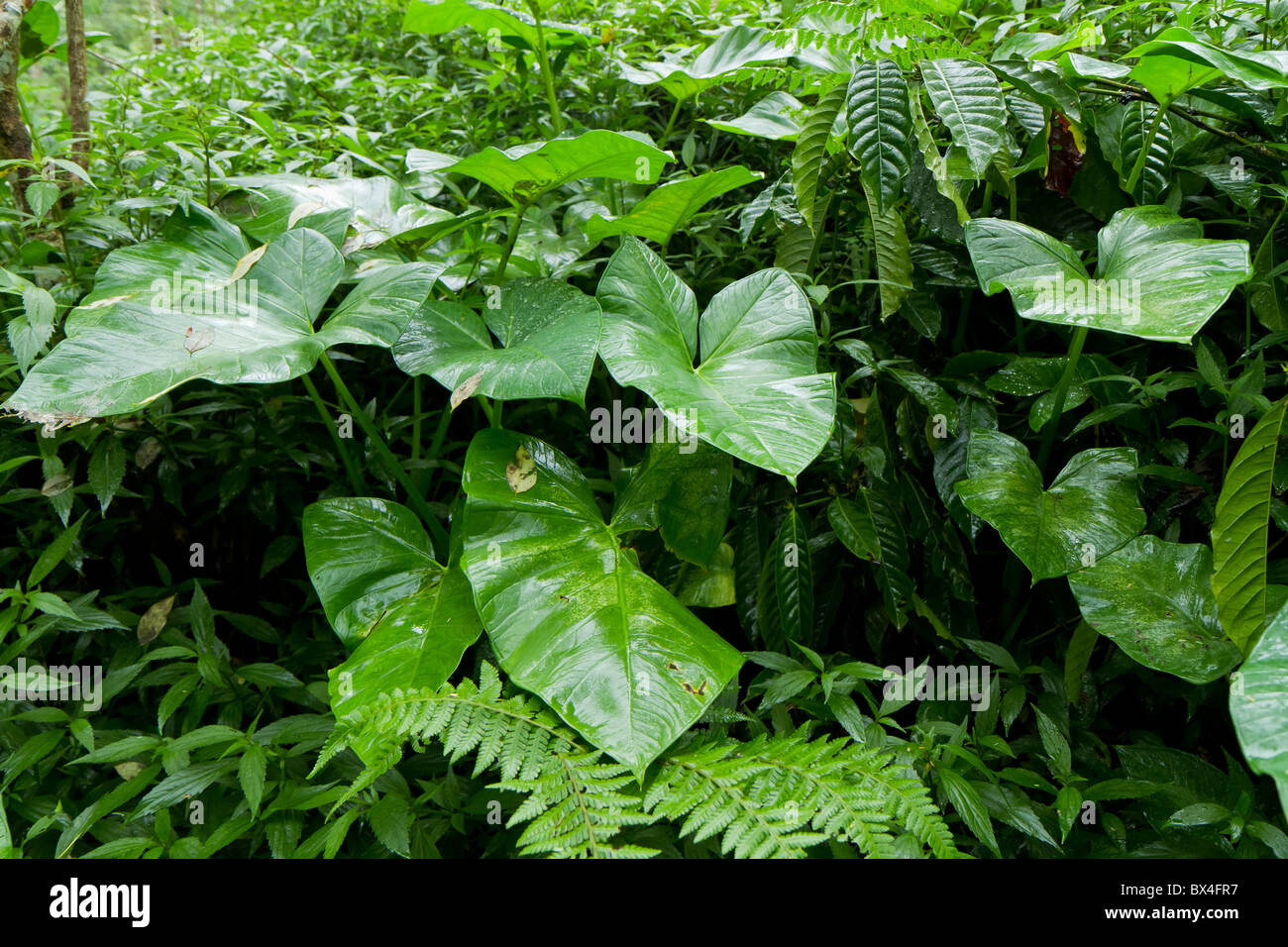 yam plant in tropical rain forest Stock Photo