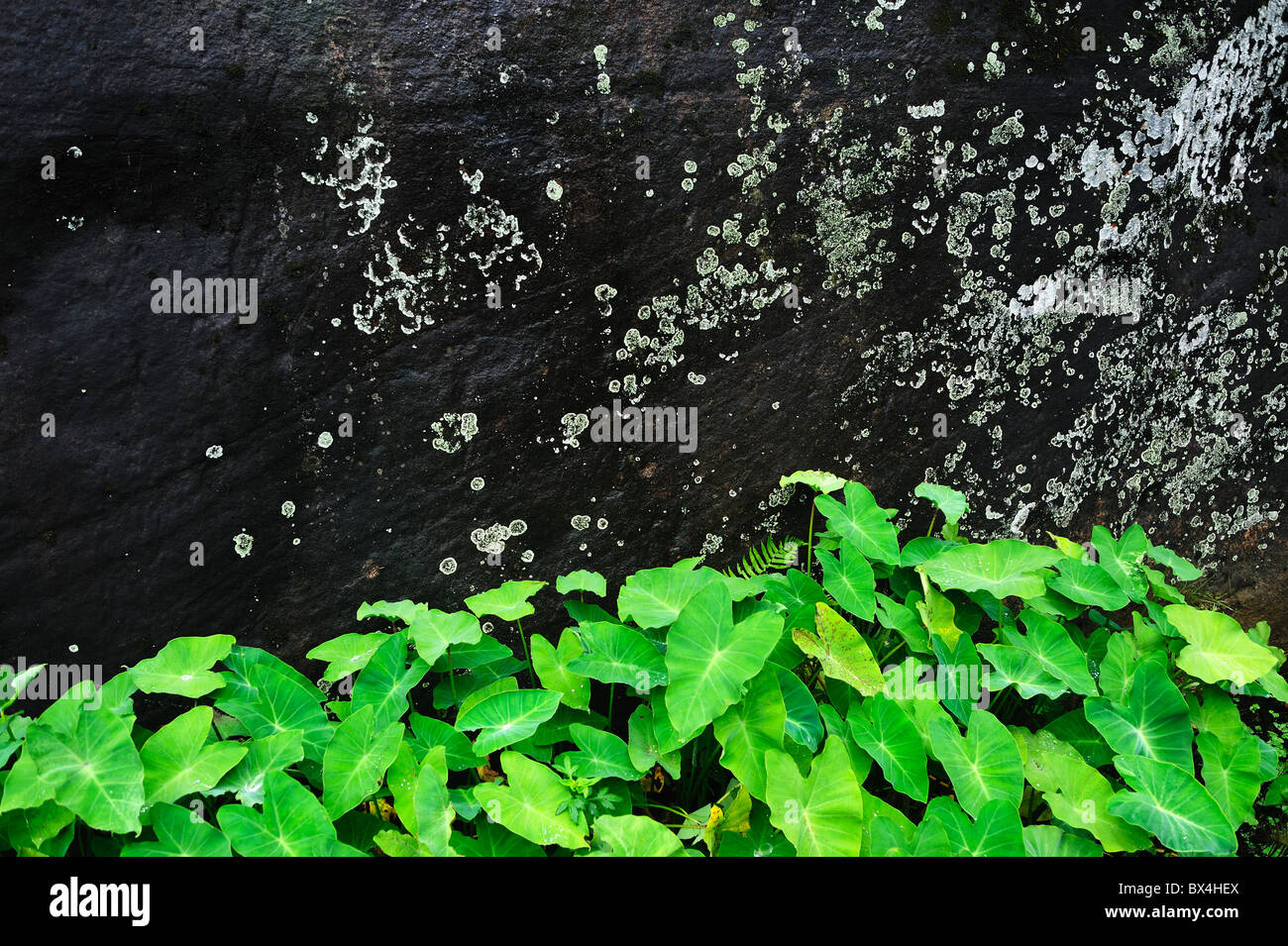Stone wall with green plants Stock Photo - Alamy
