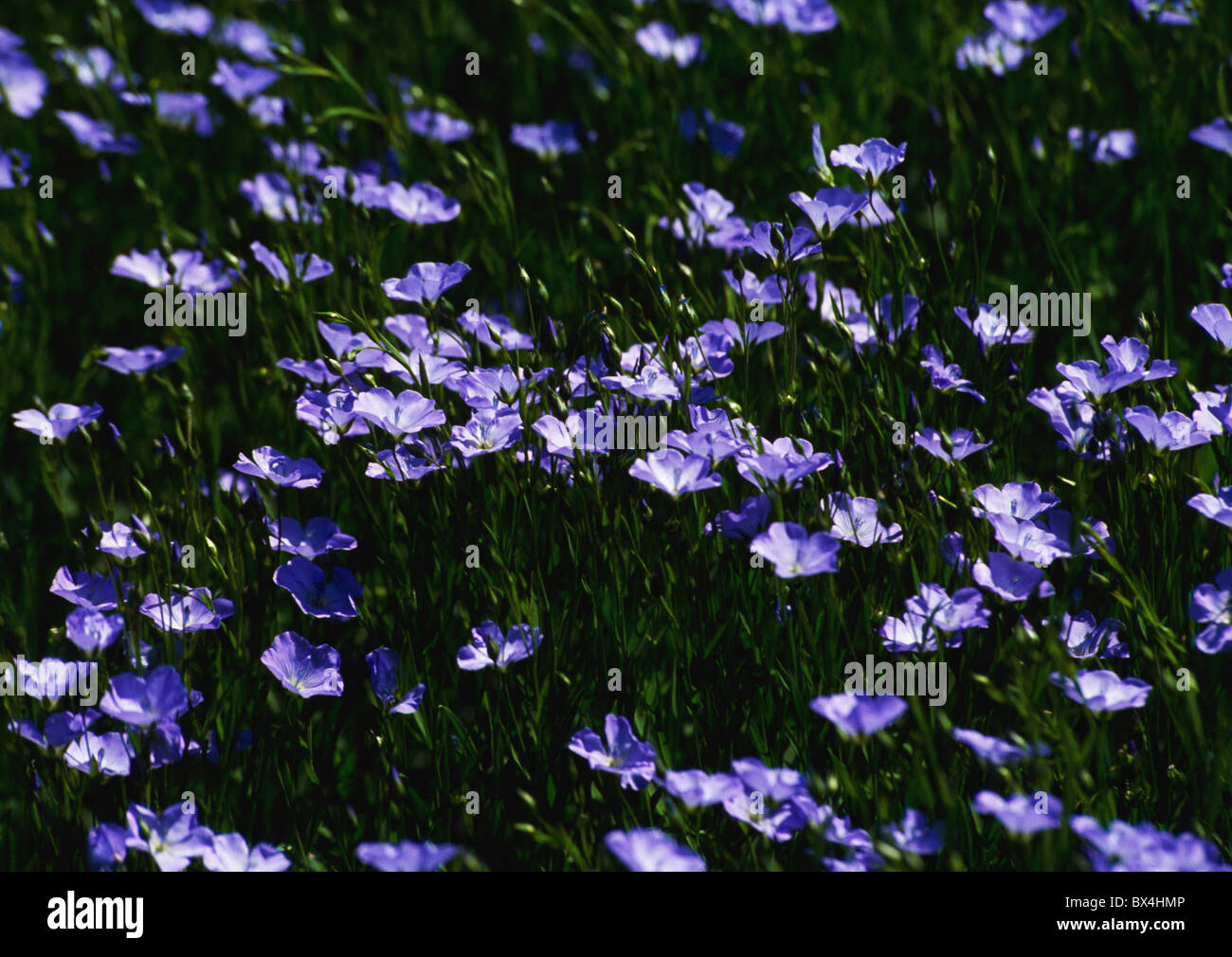 Seaforde hires stock photography and images Alamy