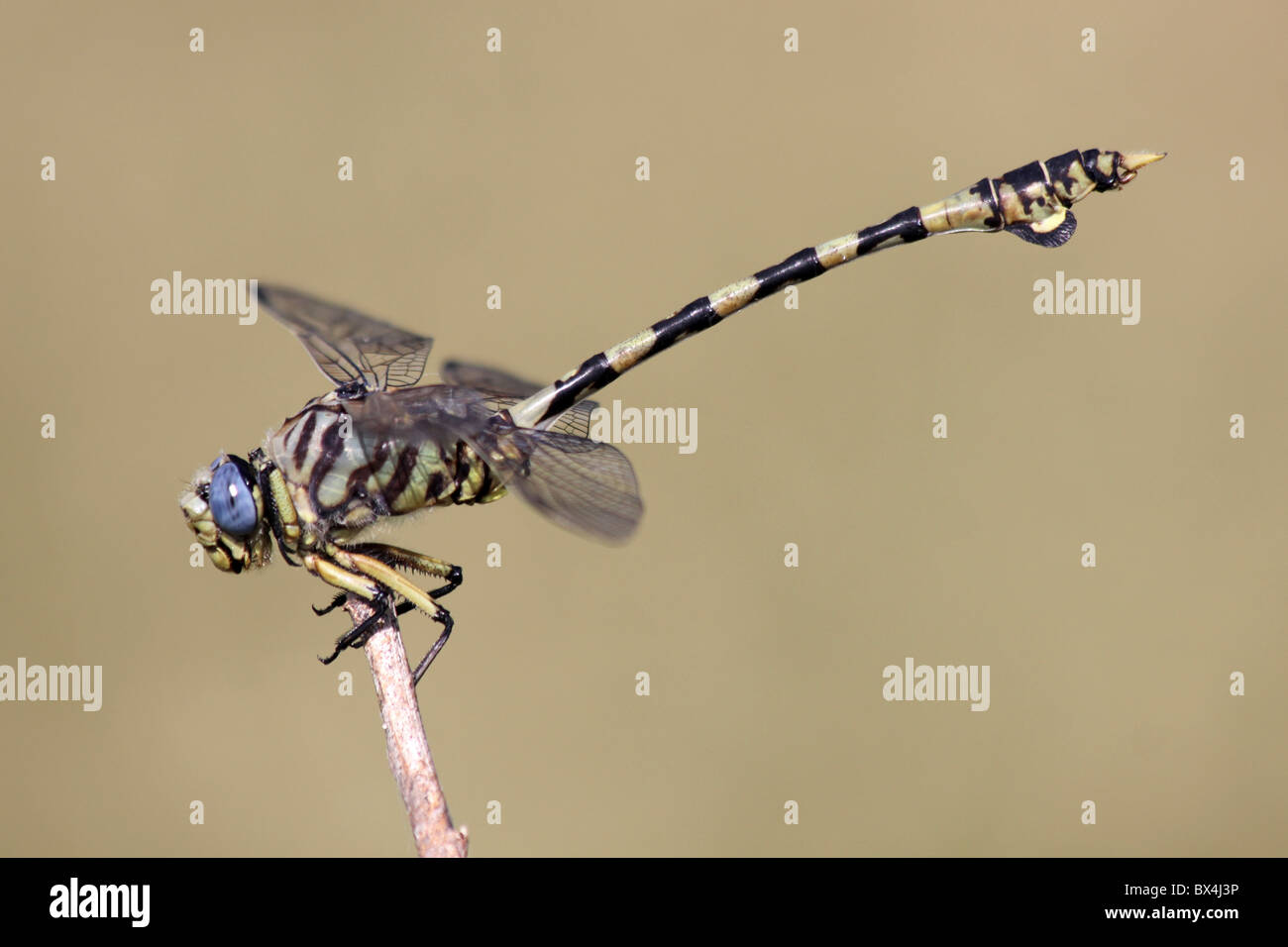 Common Tigertail Dragonfly Ictinogomphus ferox Taken at Lake Chamo, Ethiopia Stock Photo