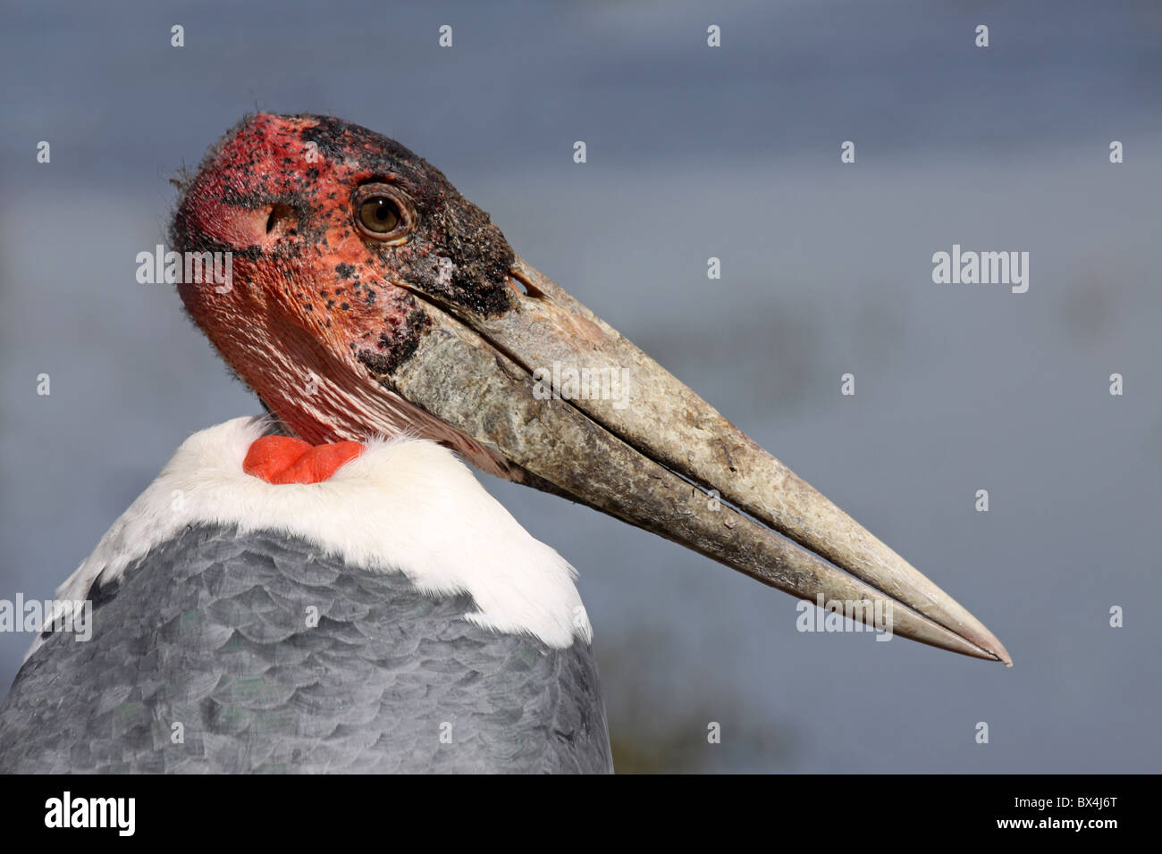 Head And Beak Marabou Stork Leptoptilos crumeniferus At Lake Ziway, Ethiopia Stock Photo