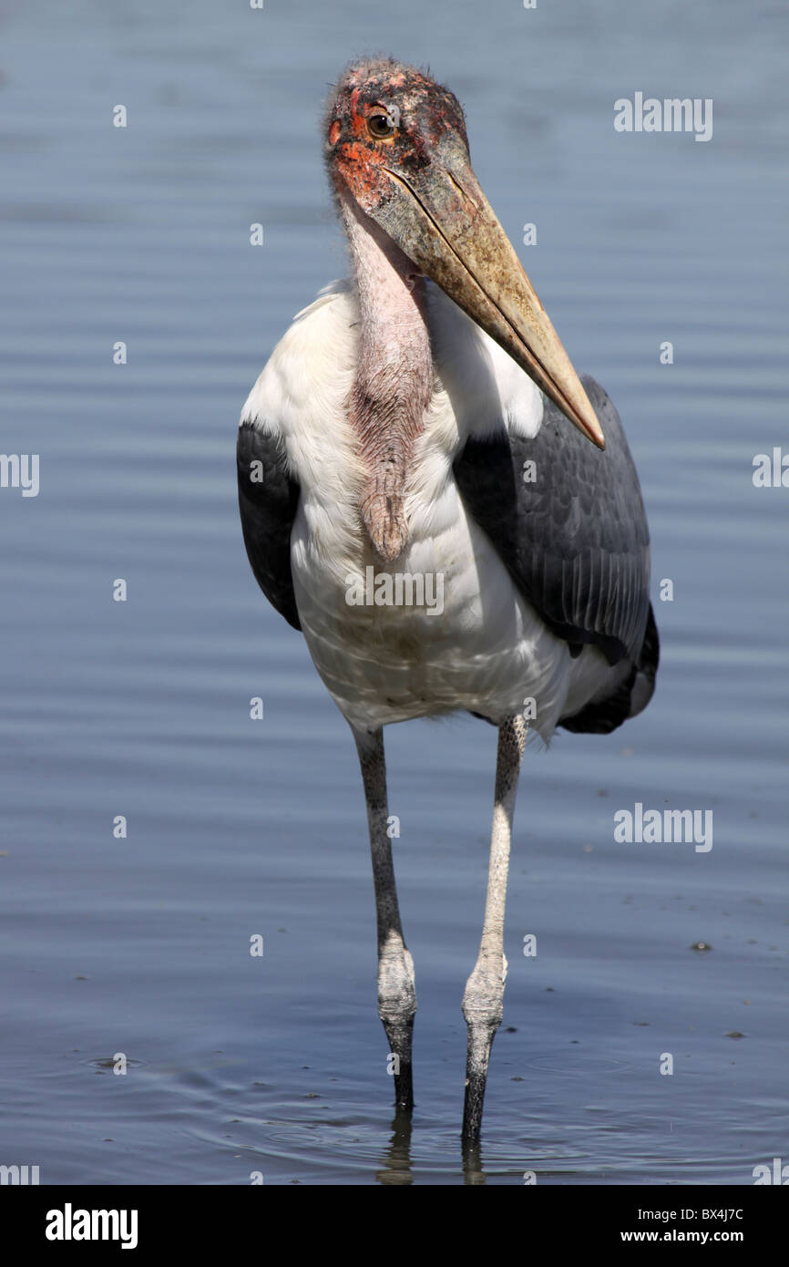 Marabou Stork Leptoptilos crumeniferus Standing In Lake Ziway, Ethiopia Stock Photo