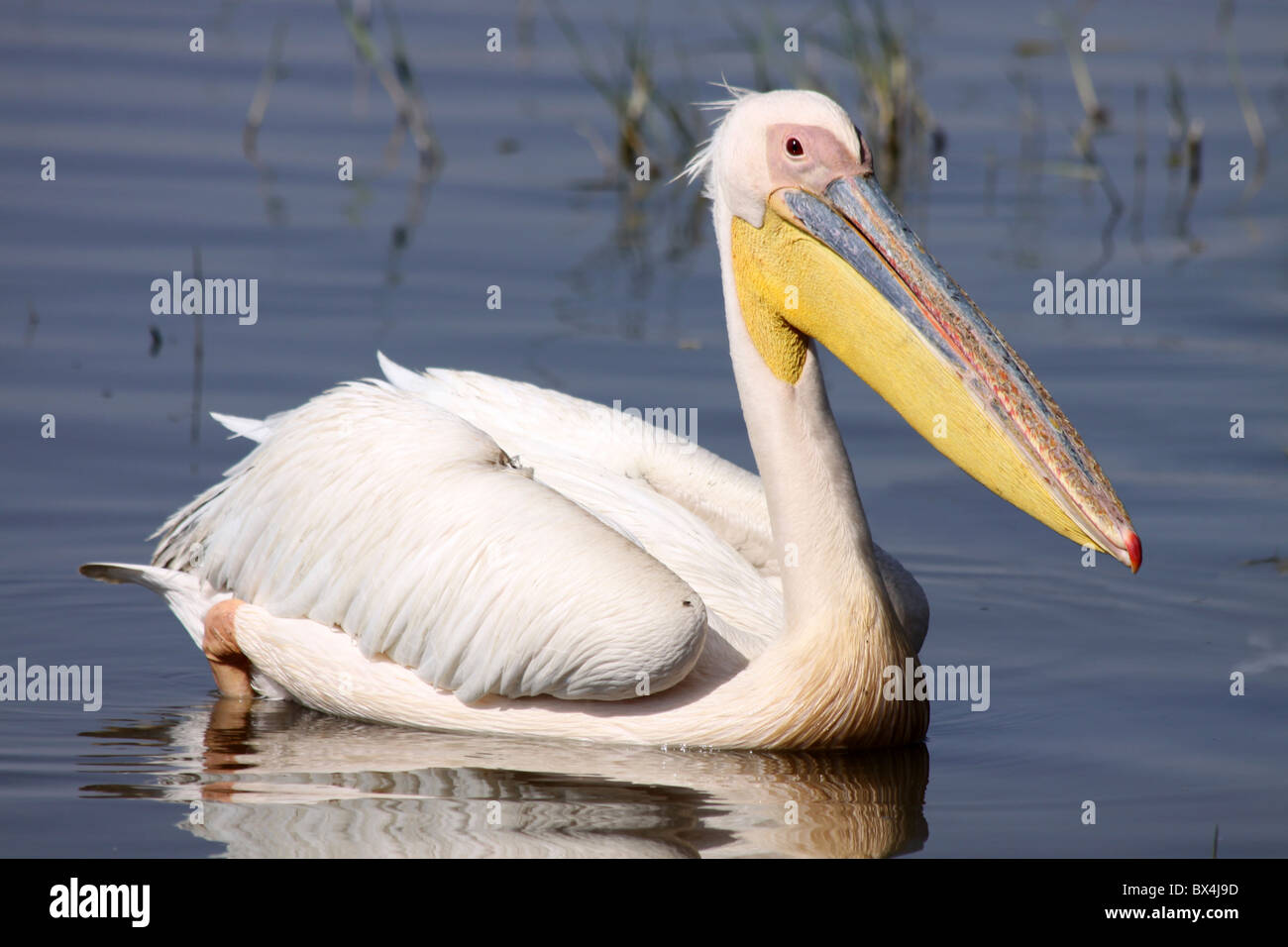 Great White Pelican Pelecanus onocrotalus Floating On Lake Awasa Ethiopia Stock Photo