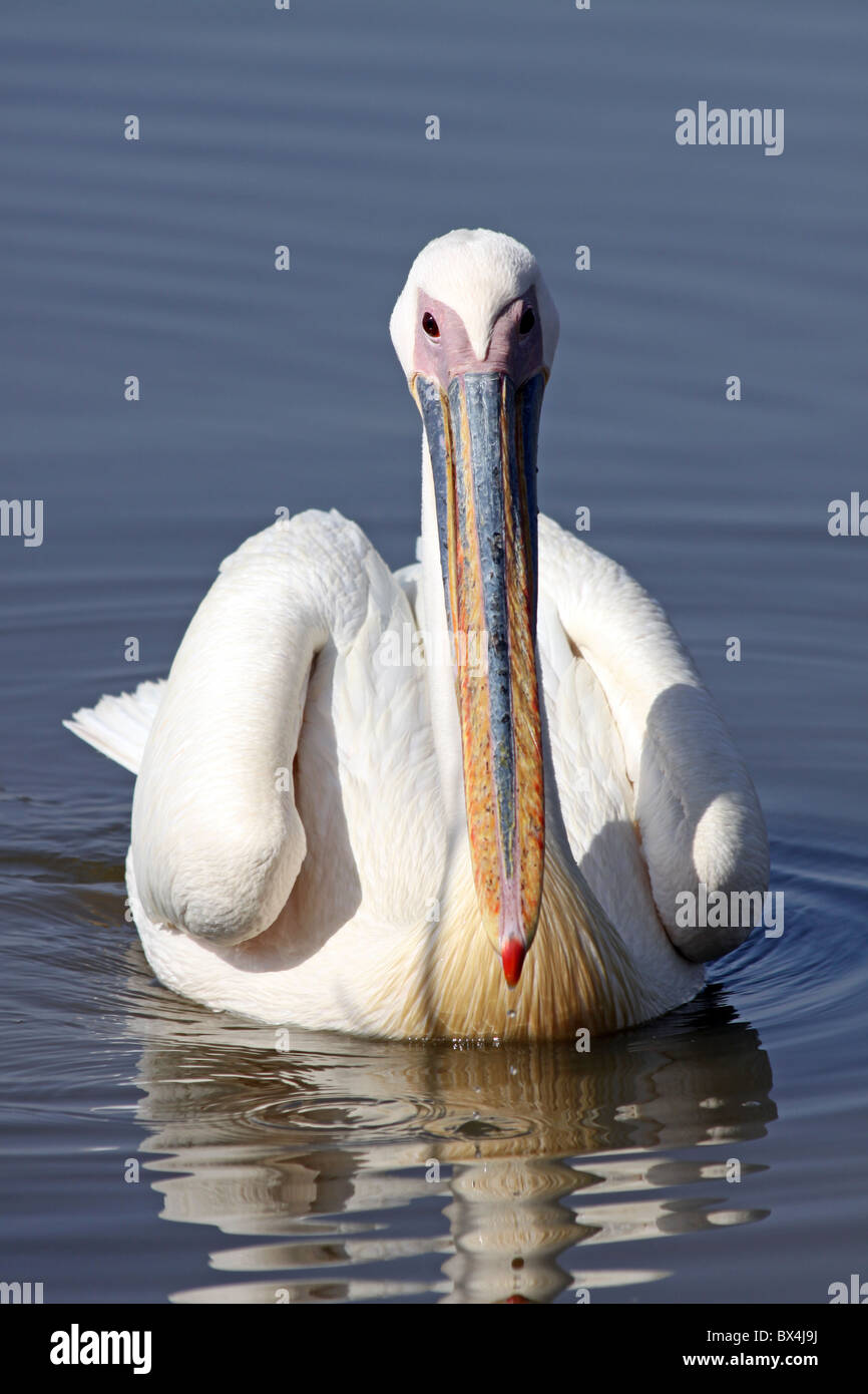 Great White Pelican Pelecanus onocrotalus Floating Towards Camera At Lake Awasa Ethiopia Stock Photo