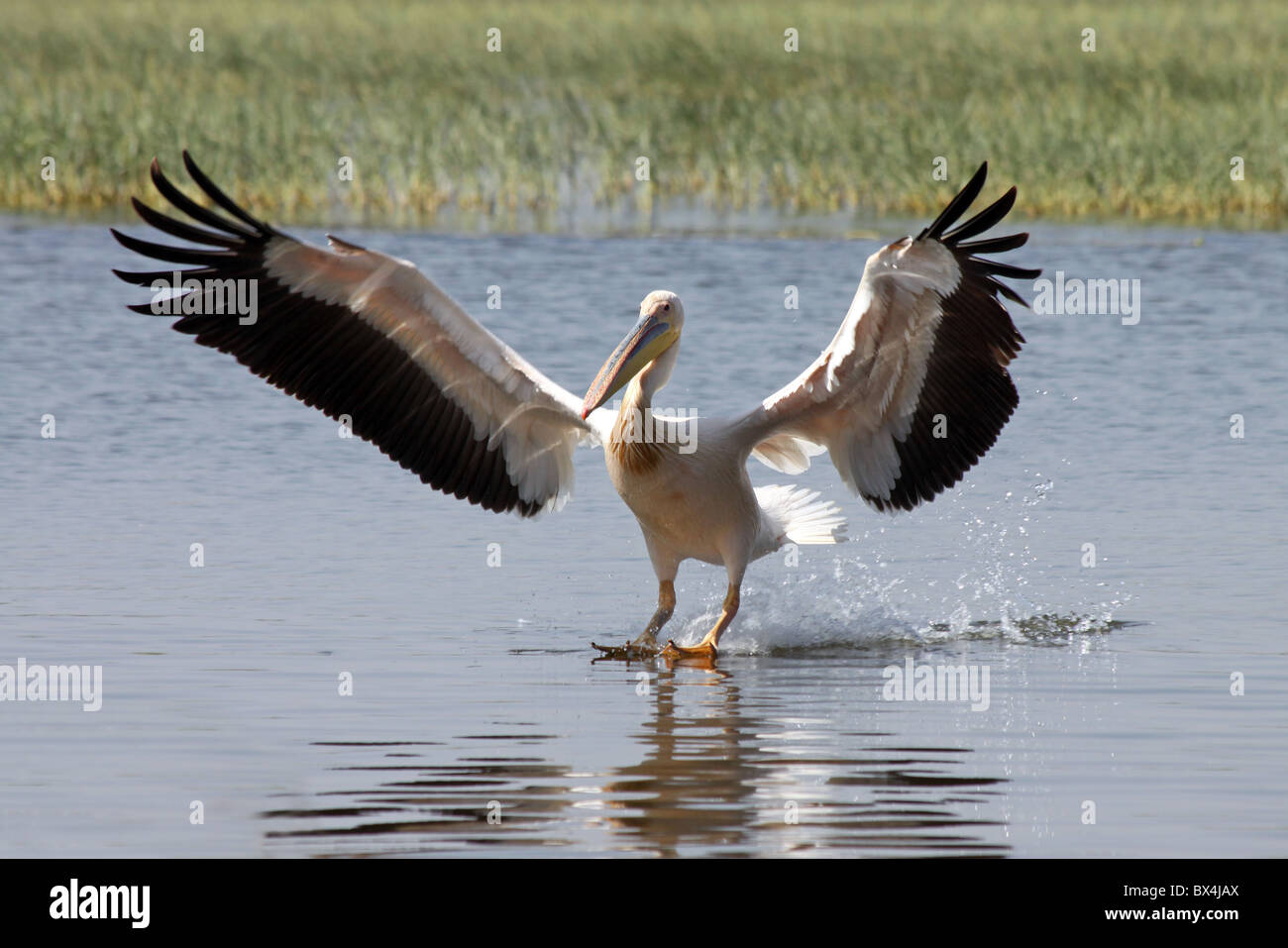 Great White Pelican Pelecanus onocrotalus Landing At Lake Awasa Ethiopia Stock Photo