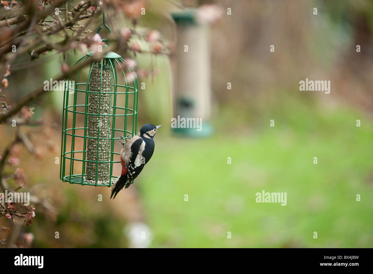 Great Spotted Woodpecker on a garden nut feeder in London Stock Photo