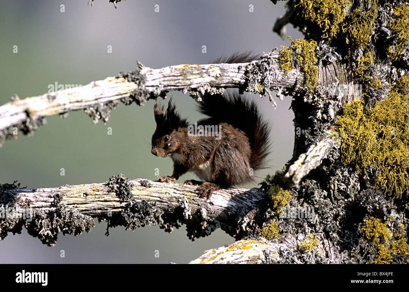 European squirrel Sciurus vulgaris Swiss Pine sulphur lichens lichens Grisons Graubunden