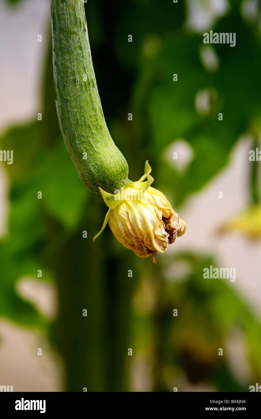 Loofah Luffa Lufah cylindrica gourd subtropical vine with flower growing in a garden in the Loire Valley, France in August Stock Photo