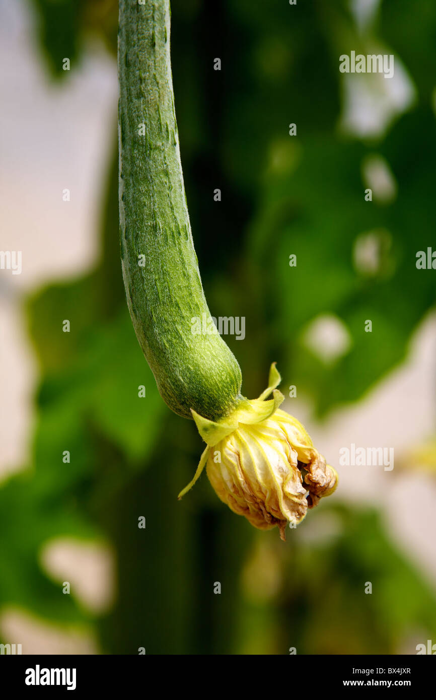 Loofah Luffa Lufah cylindrica gourd subtropical vine with flower growing in a garden in the Loire Valley, France in August Stock Photo
