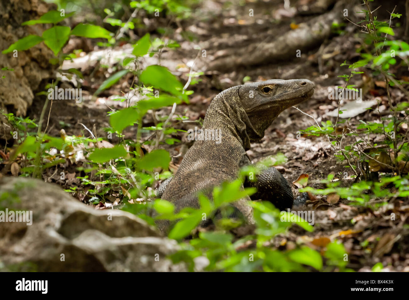 Dragon dangerous reptile hi-res stock photography and images - Page 4 -  Alamy