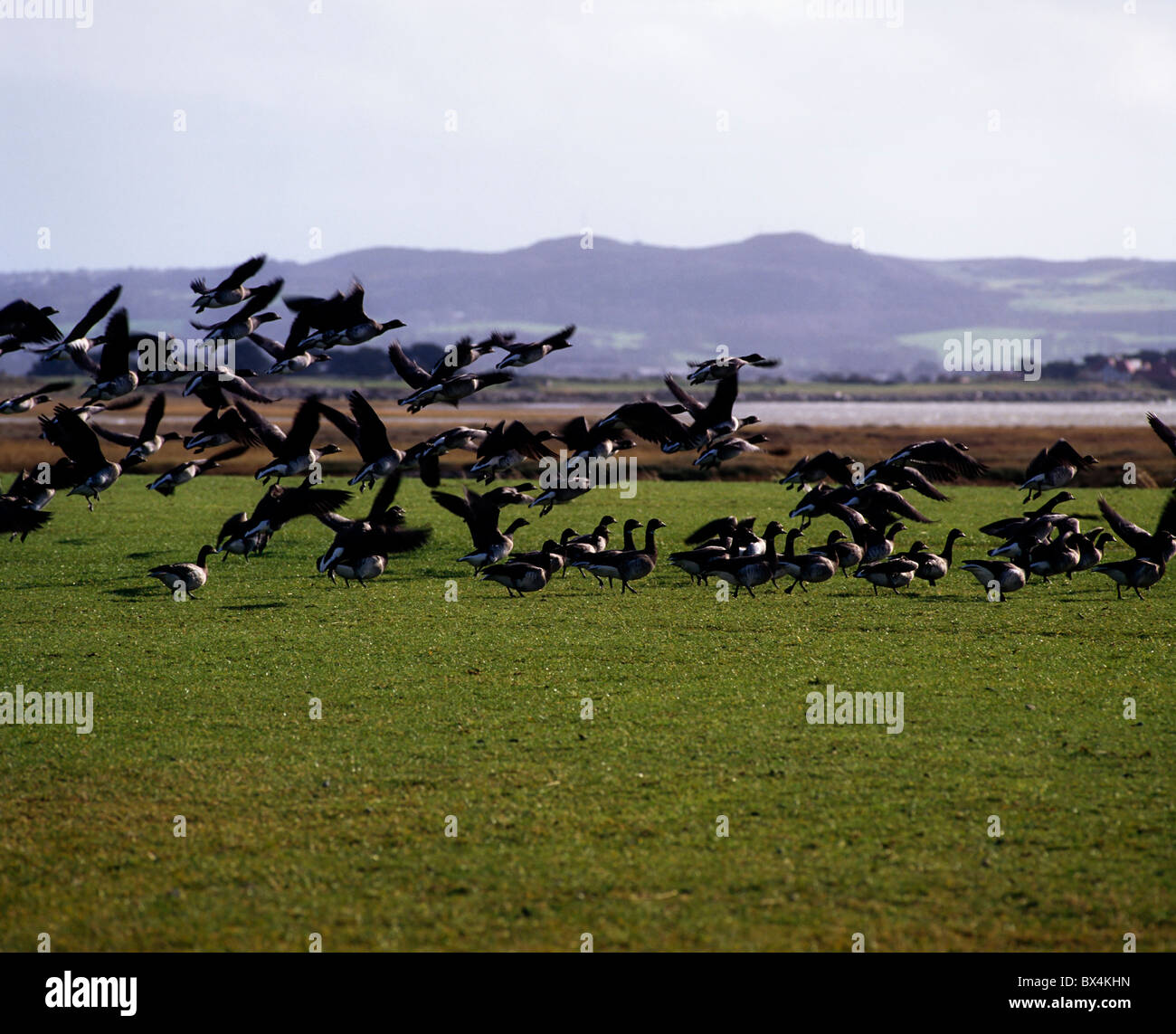 Brent Geese Coming In For A Landing Stock Photo