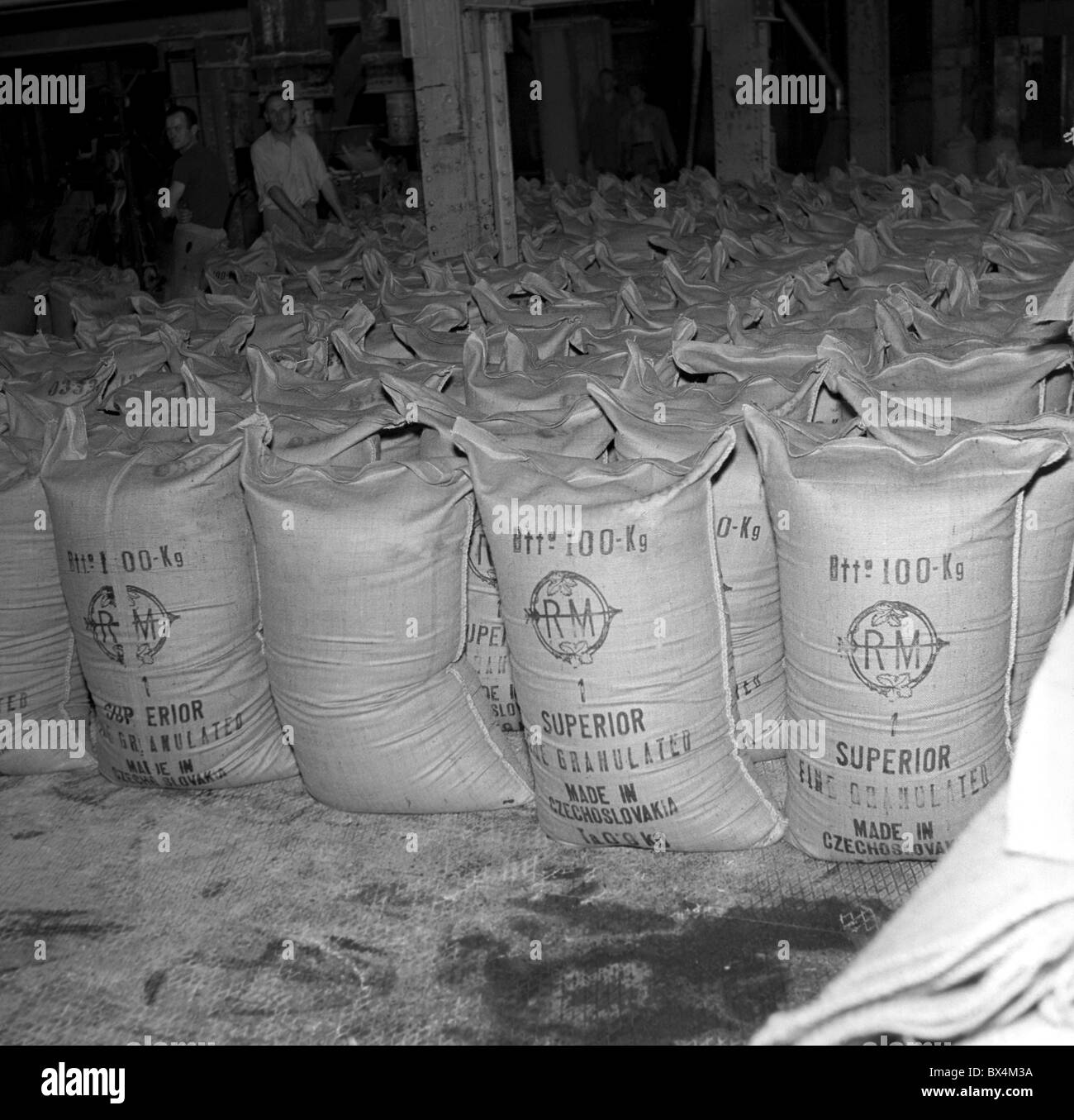 Melnik - Czechoslovakia, 1950. Refined granulated sugar or 'white gold' is poured into bags before shipping. CTK Vintage Photo Stock Photo