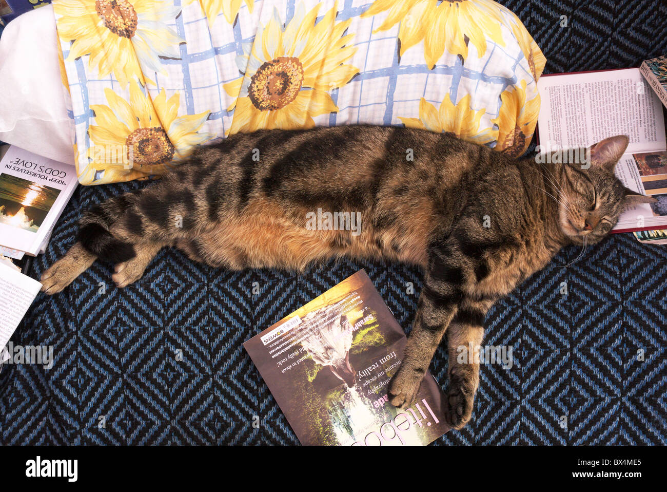 Why does a cat, after catching a mouse on the street, bring her home Why does a cat, after catching a mouse on the street, bring her home