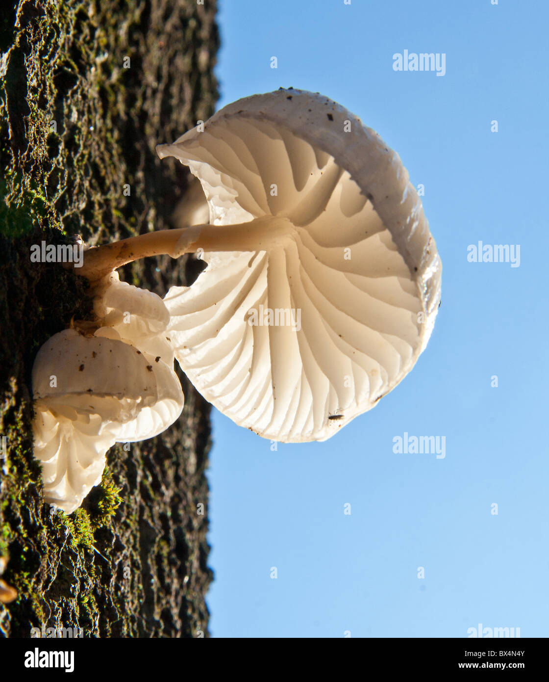 Porcelain fungus on a dead beech tree trunk Stock Photo