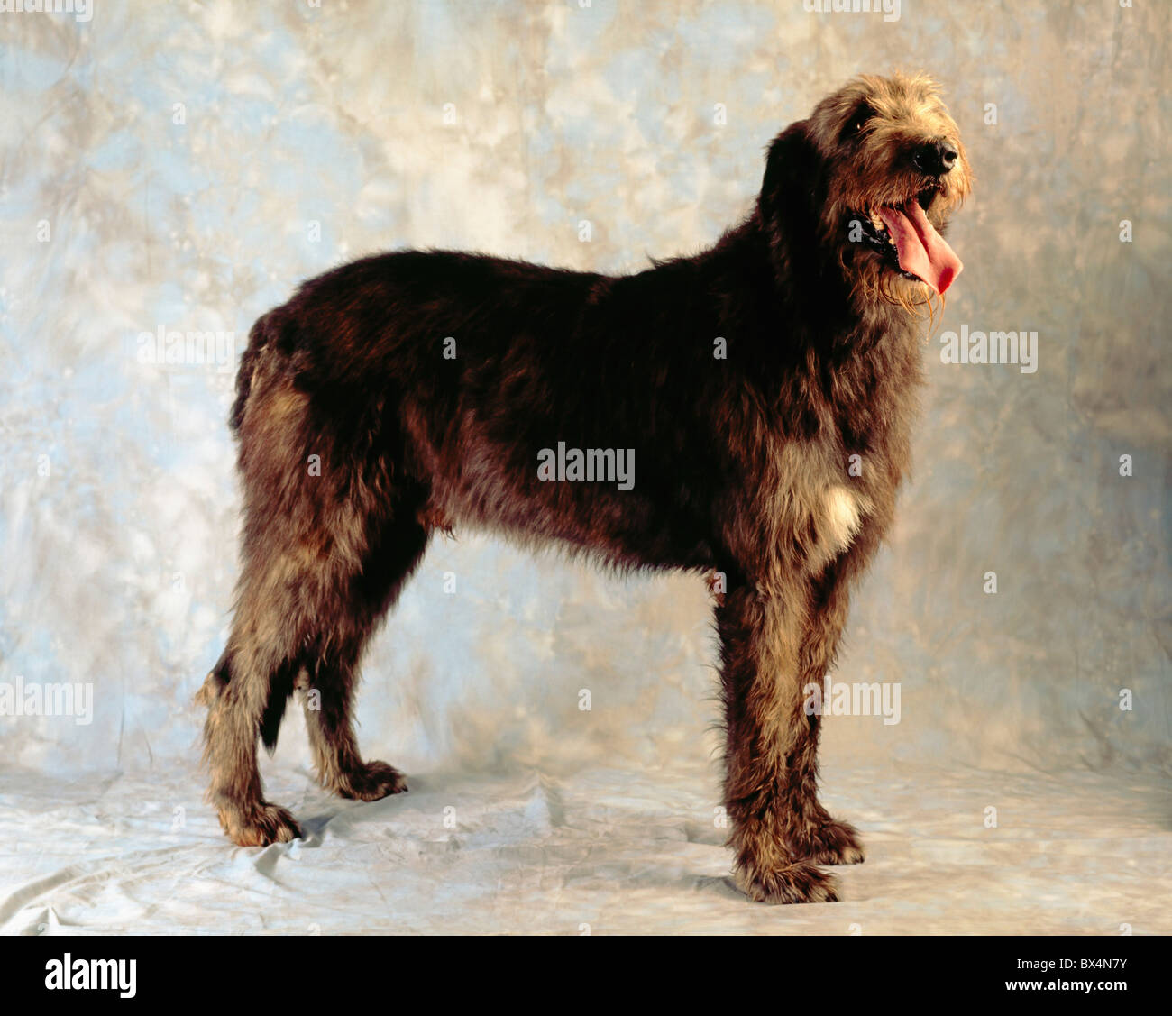 Irish wolfhound colors hi-res stock photography and images - Alamy