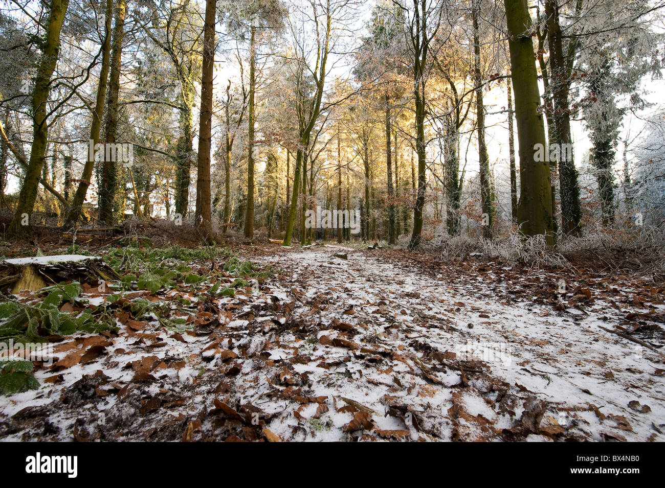 Winter scenes in Somerset, England, UK. Frosty fields and frozen mixed