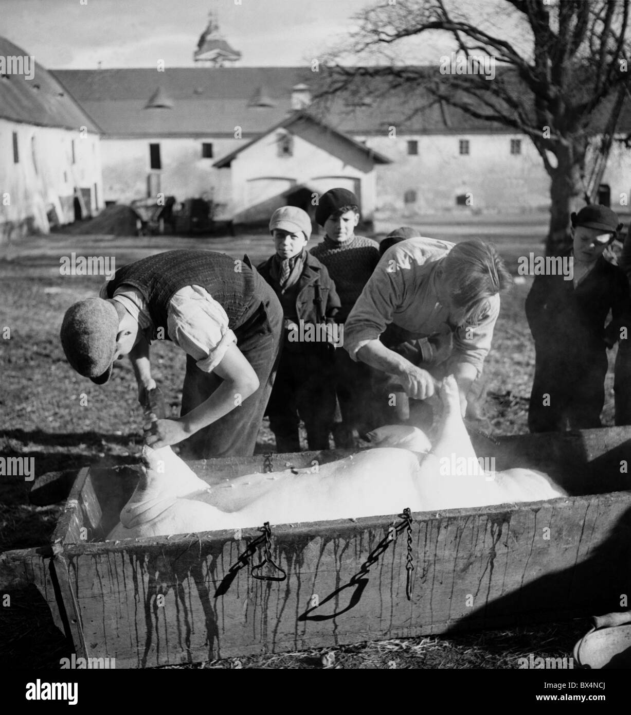 Czechoslovakia 1939, traditional home style hog slaying. Butchers is Stock Photo: 33296050 - Alamy