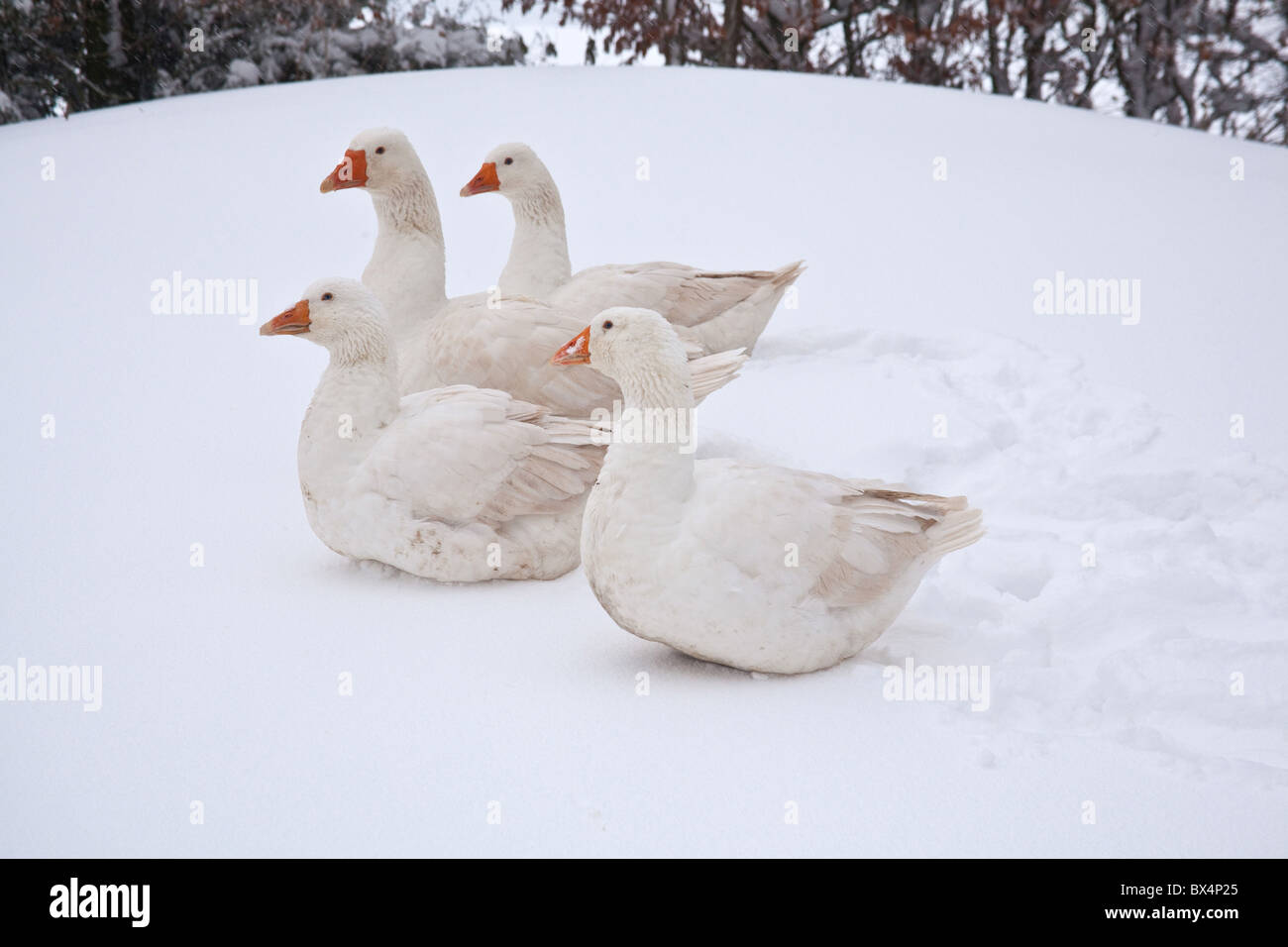 White domestic Embden geese or Bremen goose, In the snow , Hampshire England, United Kingdom. Stock Photo