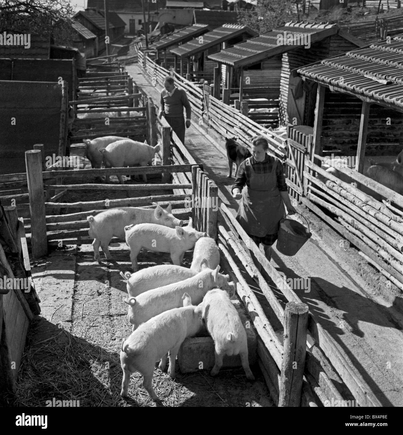 United Cooperative workers feed young pigs in Roudnice breeding station, Czechoslovakia 1963. (CTK Photo / Josef Nosek) Stock Photo