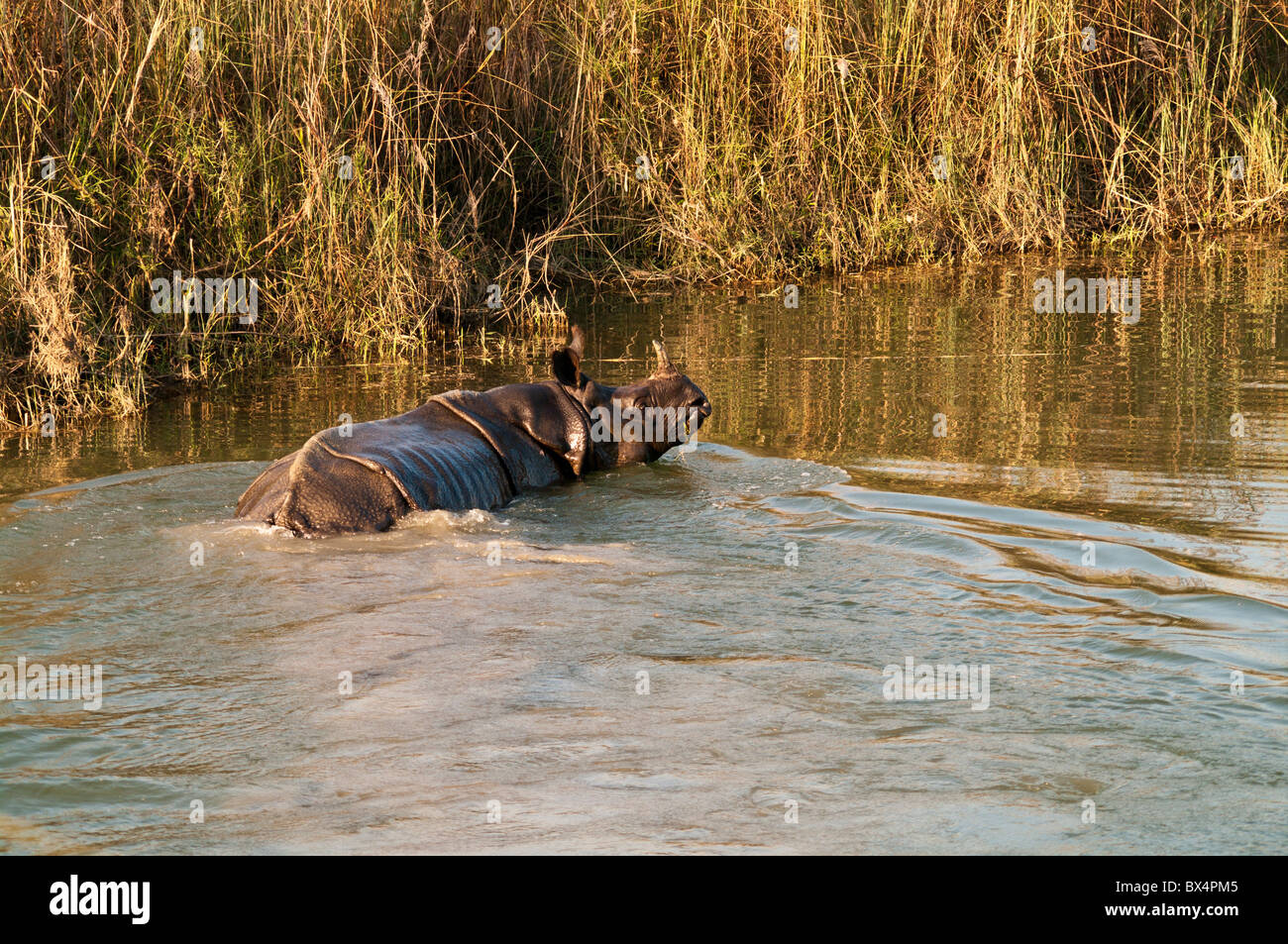 Asian One-horned Rhino, Chitwan National Park, Nepal Stock Photo