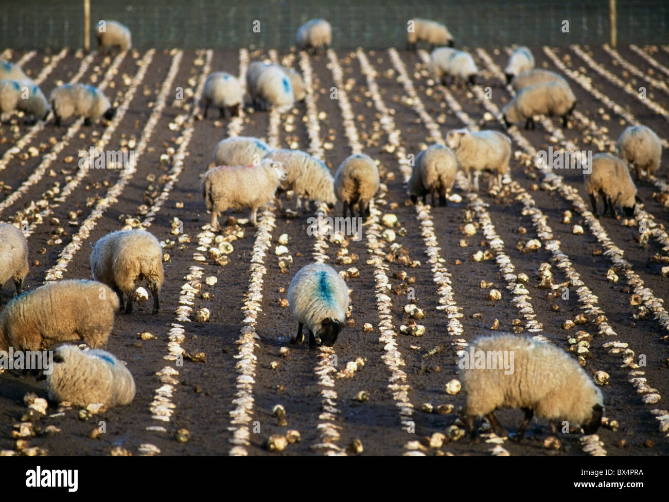 Sheep Feeding On Turnips Stock Photo Alamy