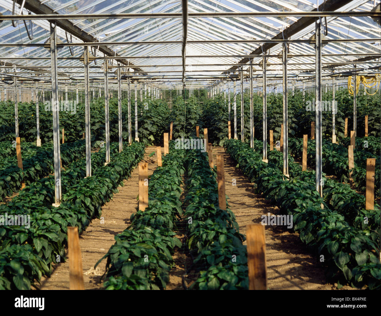 Agriculture Greenhouses, Green Peppers Stock Photo Alamy