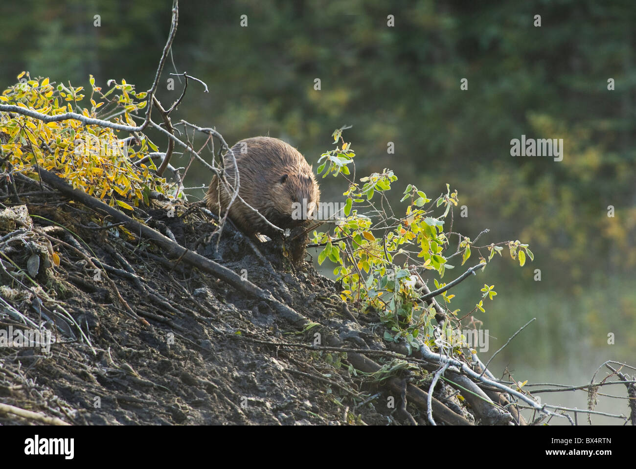 A beaver packing mud on the roof of the lodge. Stock Photo