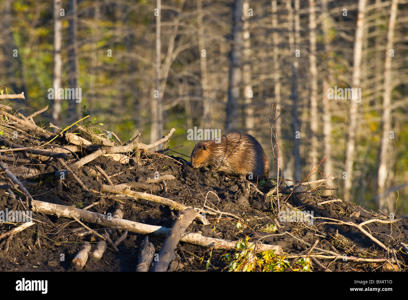 Beaver Lodge Diagram