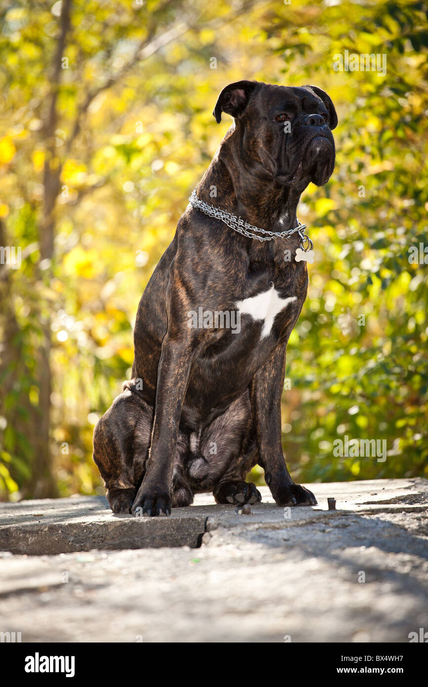Boxer dog outdoor Stock Photo Alamy