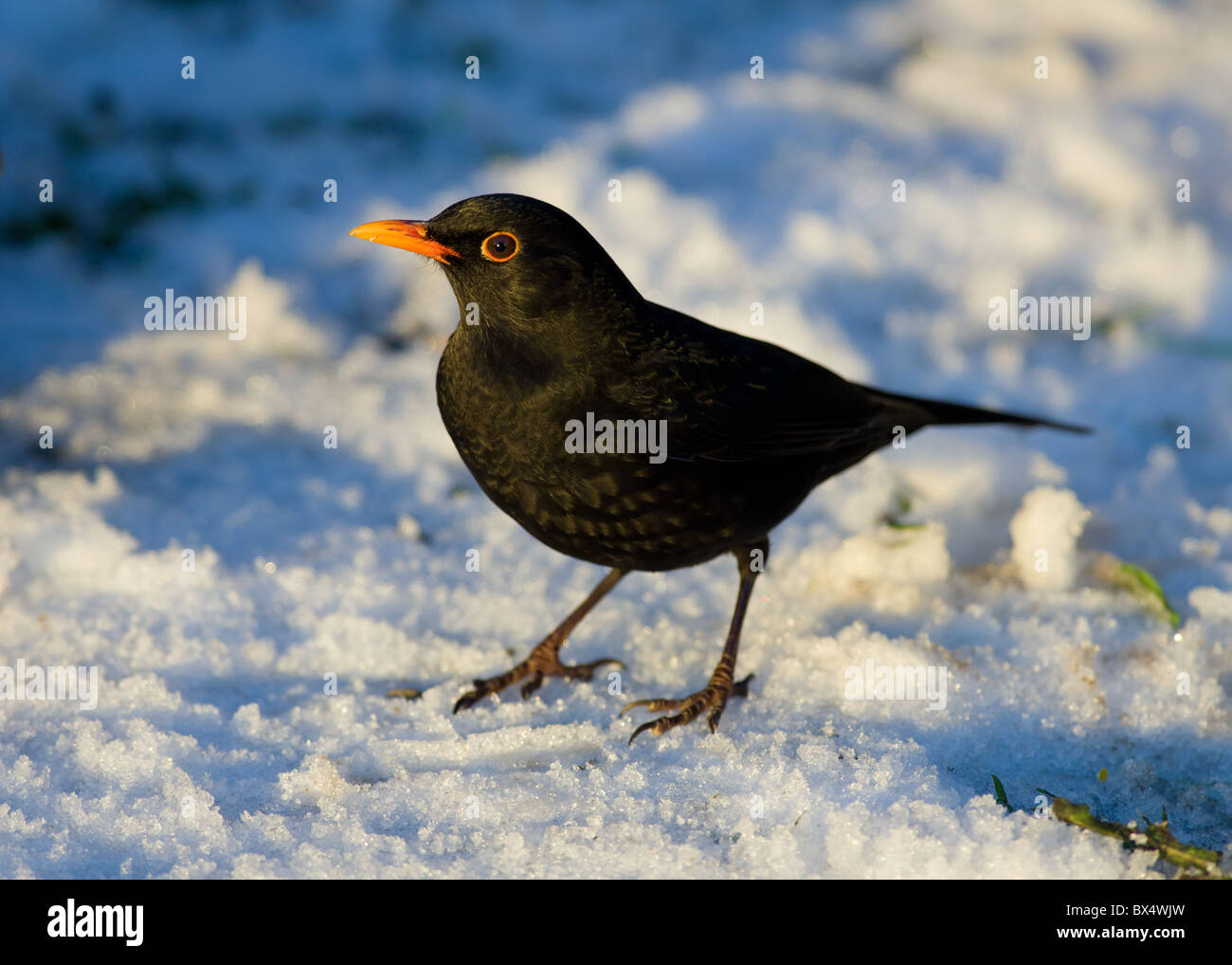 Blackbird in the Snow Stock Photo