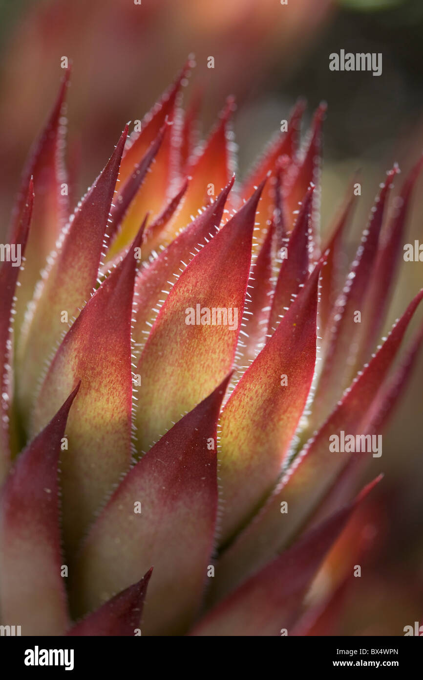 Hen And Chicks Plant, Calgary, Alberta, Canada Stock Photo Alamy
