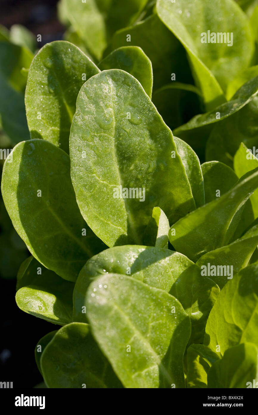 Spinach Leaves; Calgary, Alberta, Canada Stock Photo Alamy
