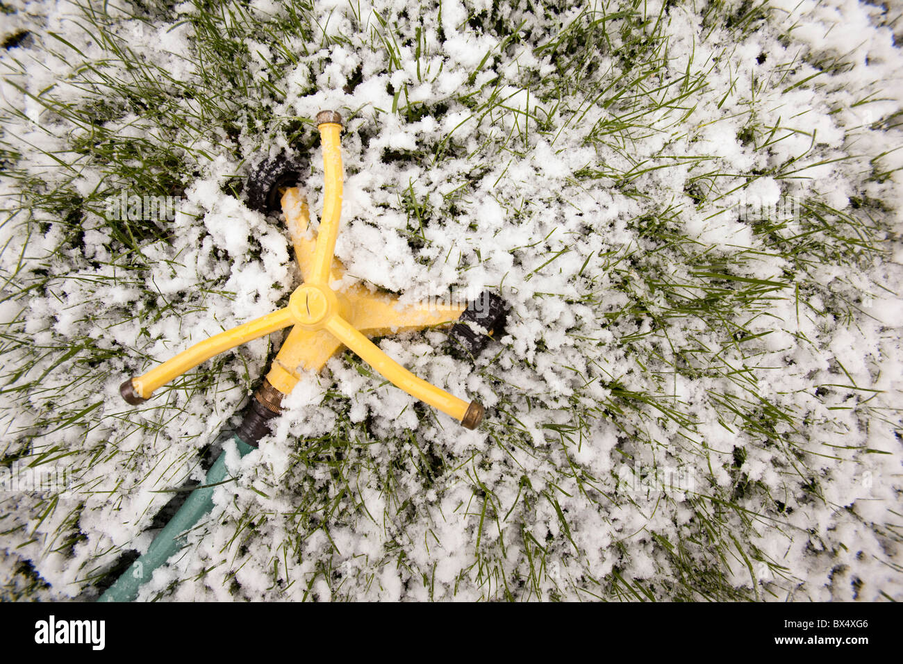 Sprinkler On Snow And Grass; Edmonton, Alberta, Canada Stock Photo