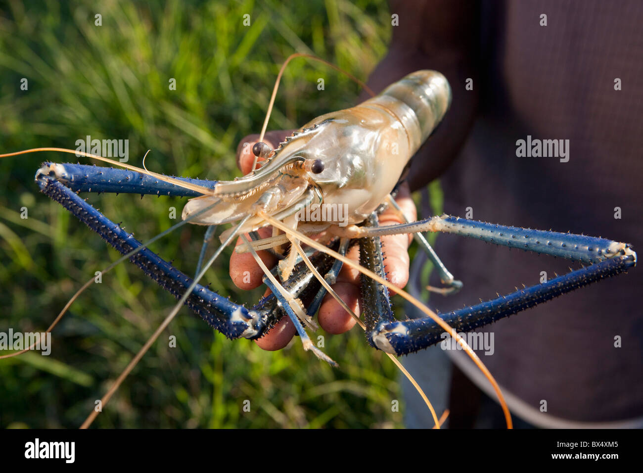 A Hand Holding A Freshwater Shrimp; Manica, Mozambique, Africa Stock Photo