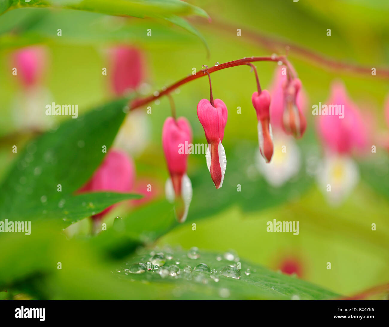 Red dicentra hires stock photography and images Alamy