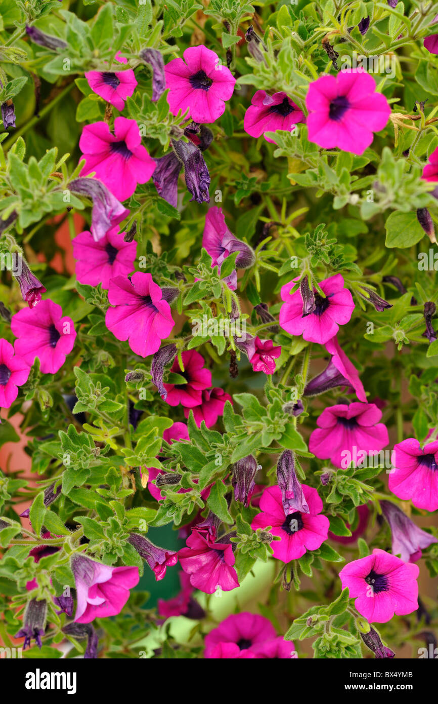 Petunia surfina garden flower pink Stock Photo