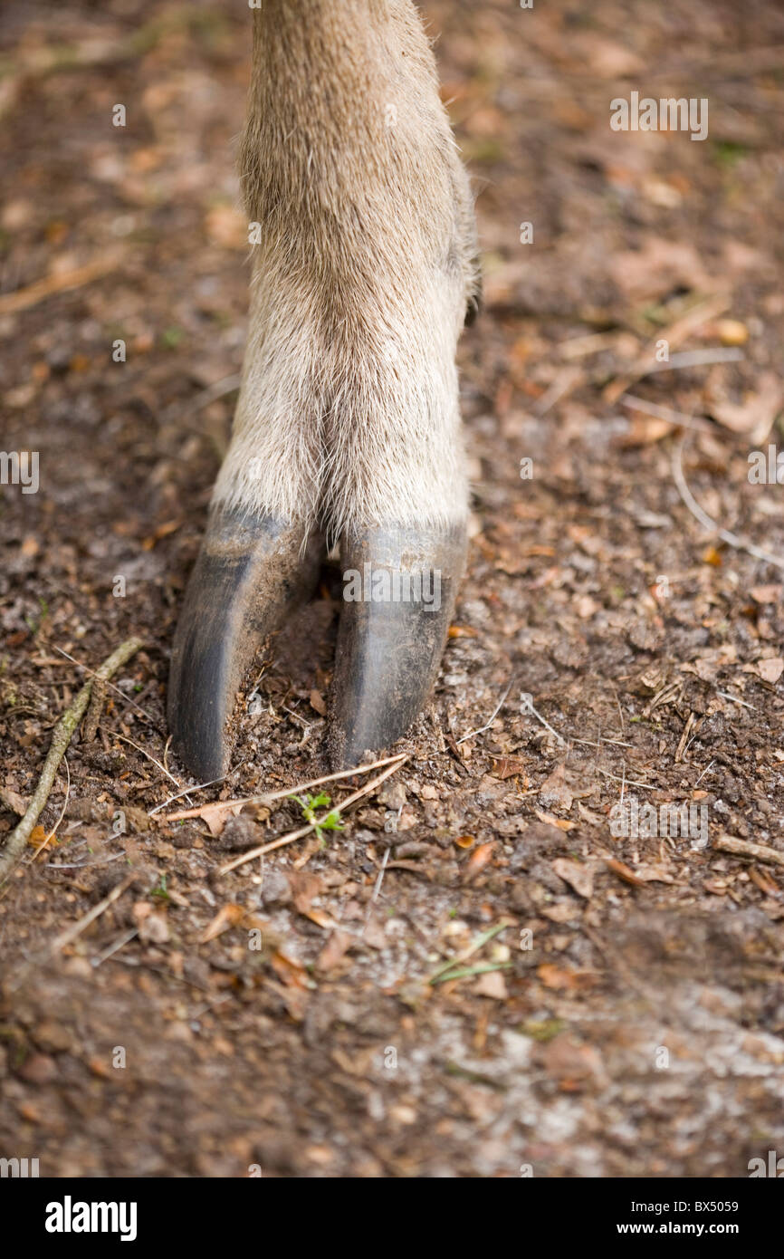 Sika Deer (Cervus nippon). Cloven hoofed foot of hind or female. Stock Photo