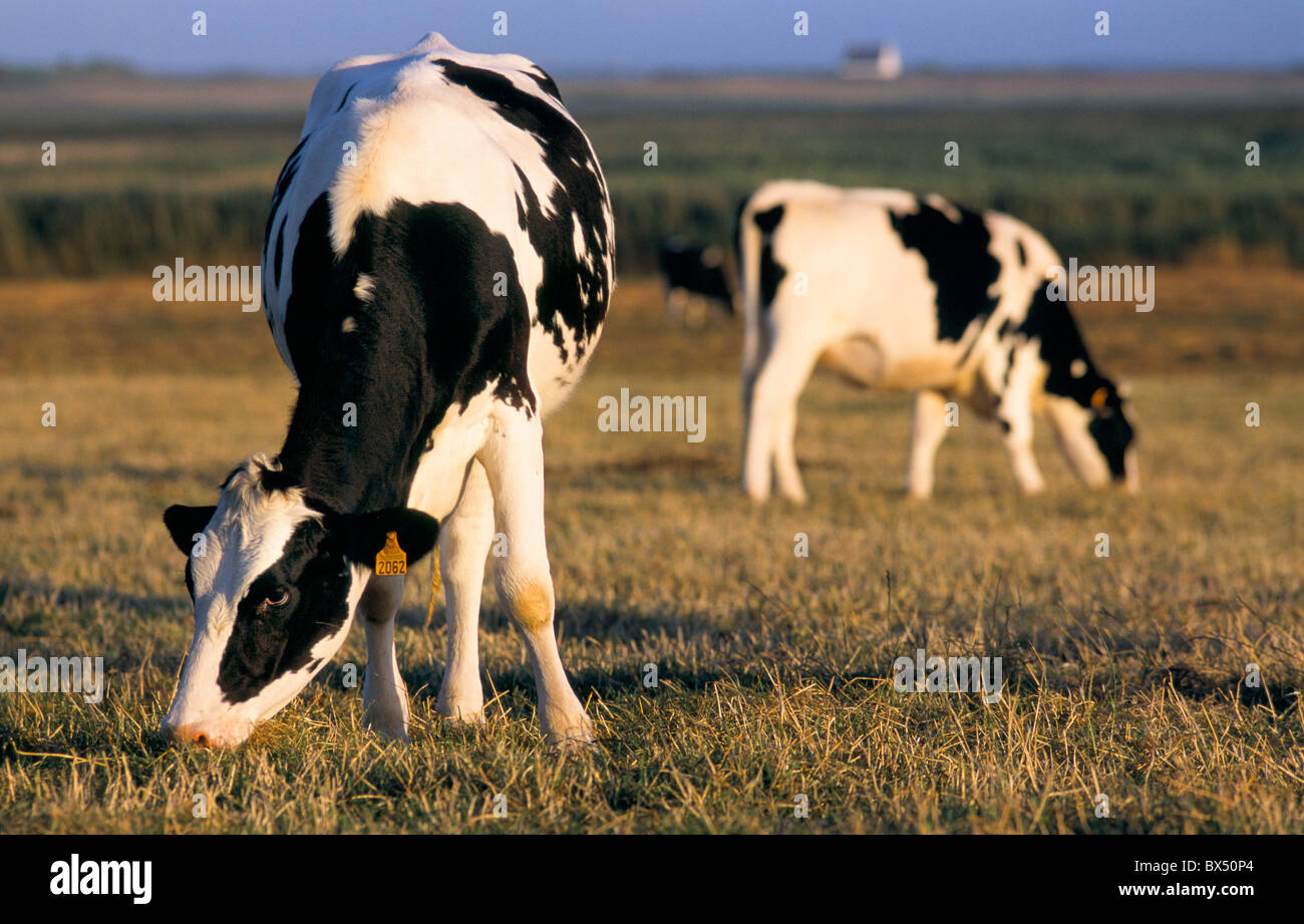 Cows graze on a field in Northern France. Stock Photo